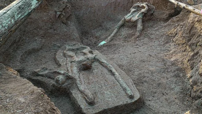 Cráneo y colmillos fósiles in situ en el lecho arcilloso de Candaduyoc