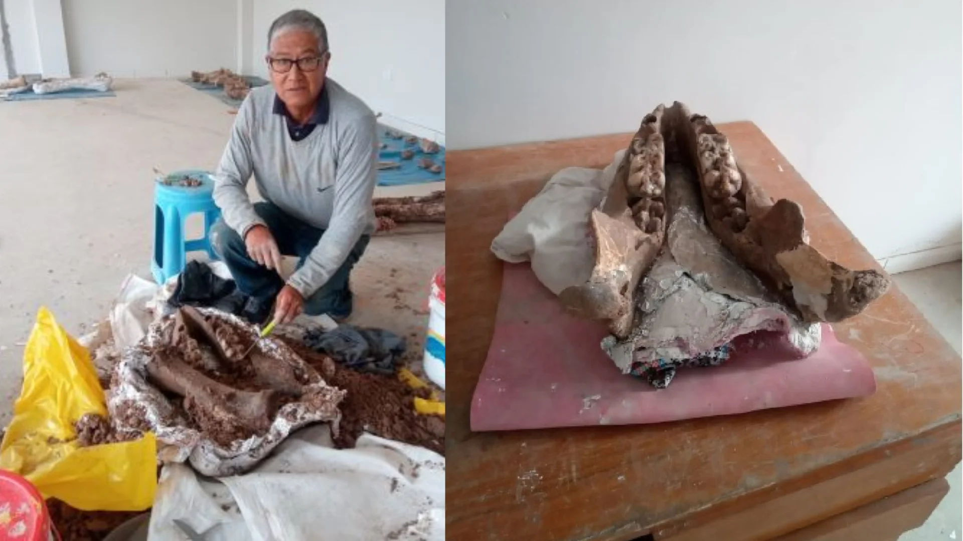 Ing. Óscar Díaz con la mandíbula inferior intacta y molares trilofodontos
